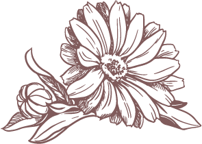 Calendula