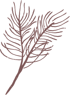 Cypress