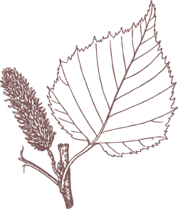 Perilla