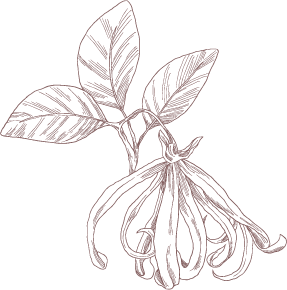 YlangYlang