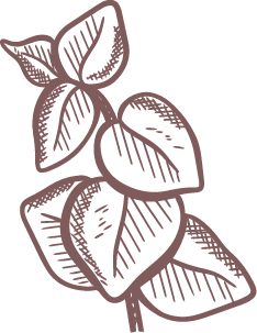 eucalyptus