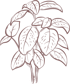 Spicules